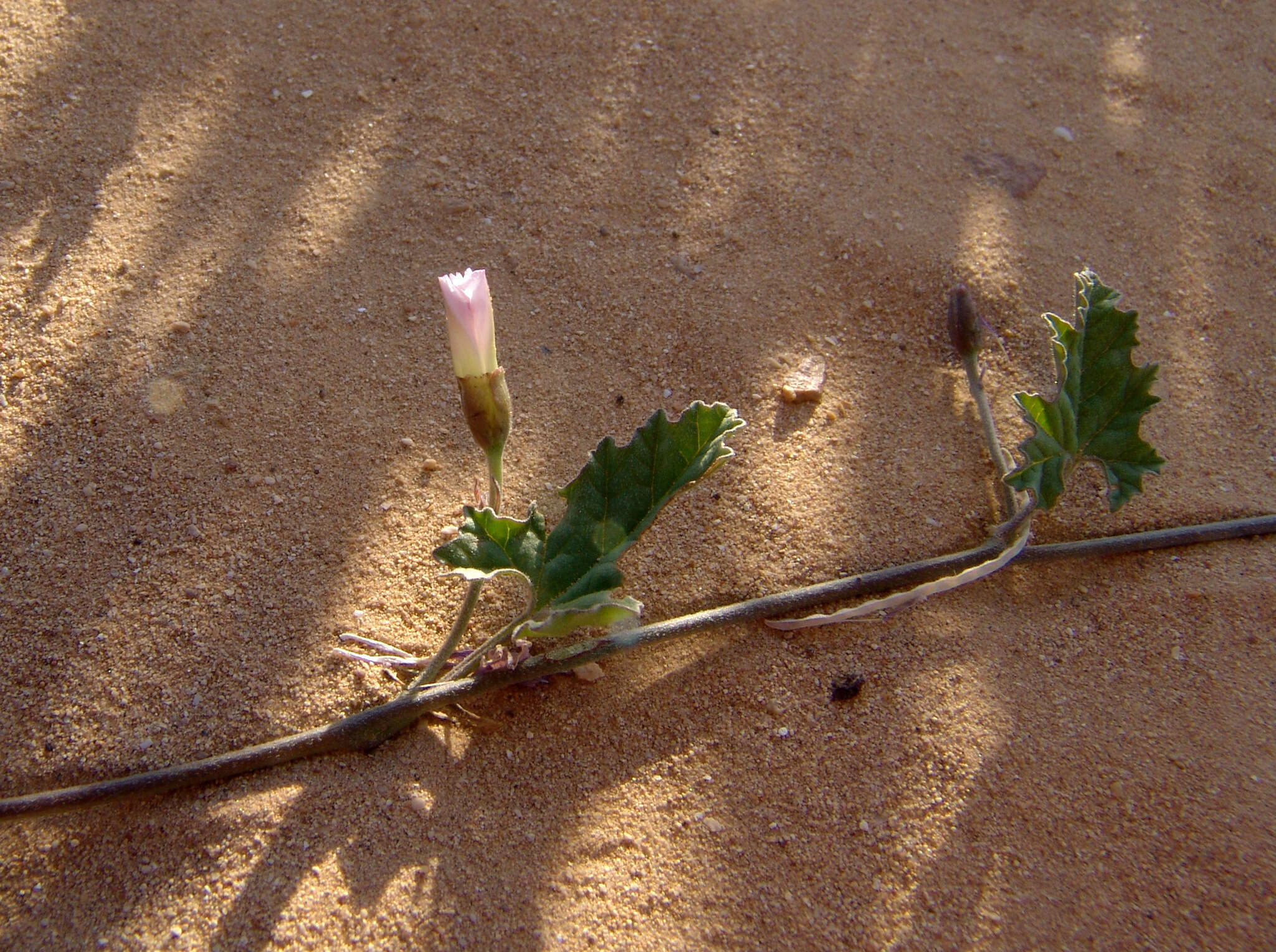 Image de Convolvulus fatmensis Kunze