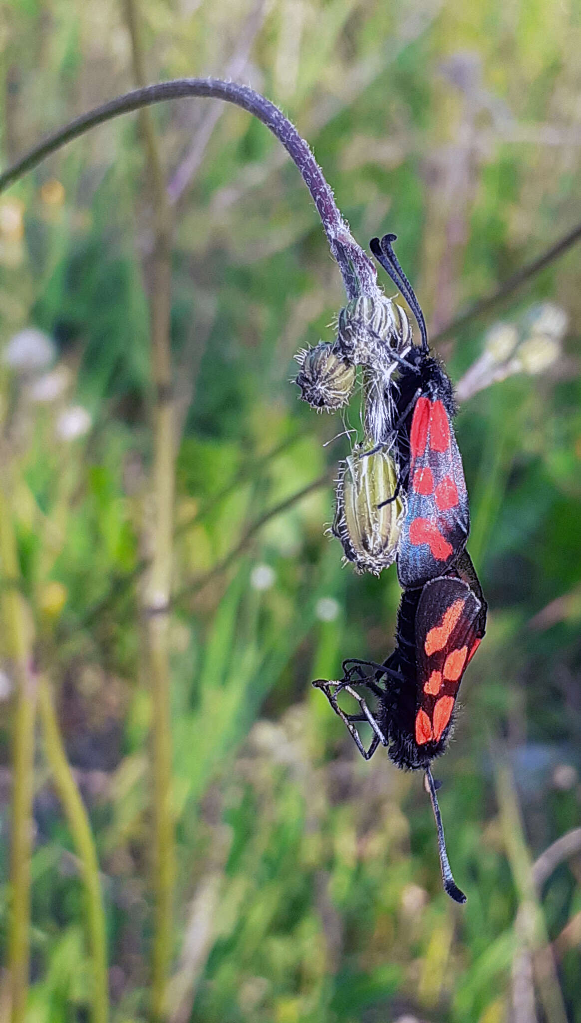 Image of Zygaena graslini Lederer 1855