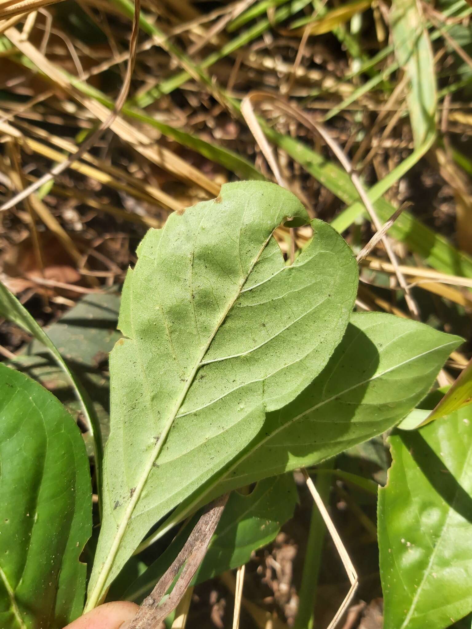 Image of Lower zambezi bride's Bush