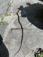 Image of Nuevo Leon Graceful Brown Snake