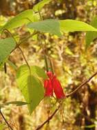 Imagem de Fuchsia splendens Zucc.