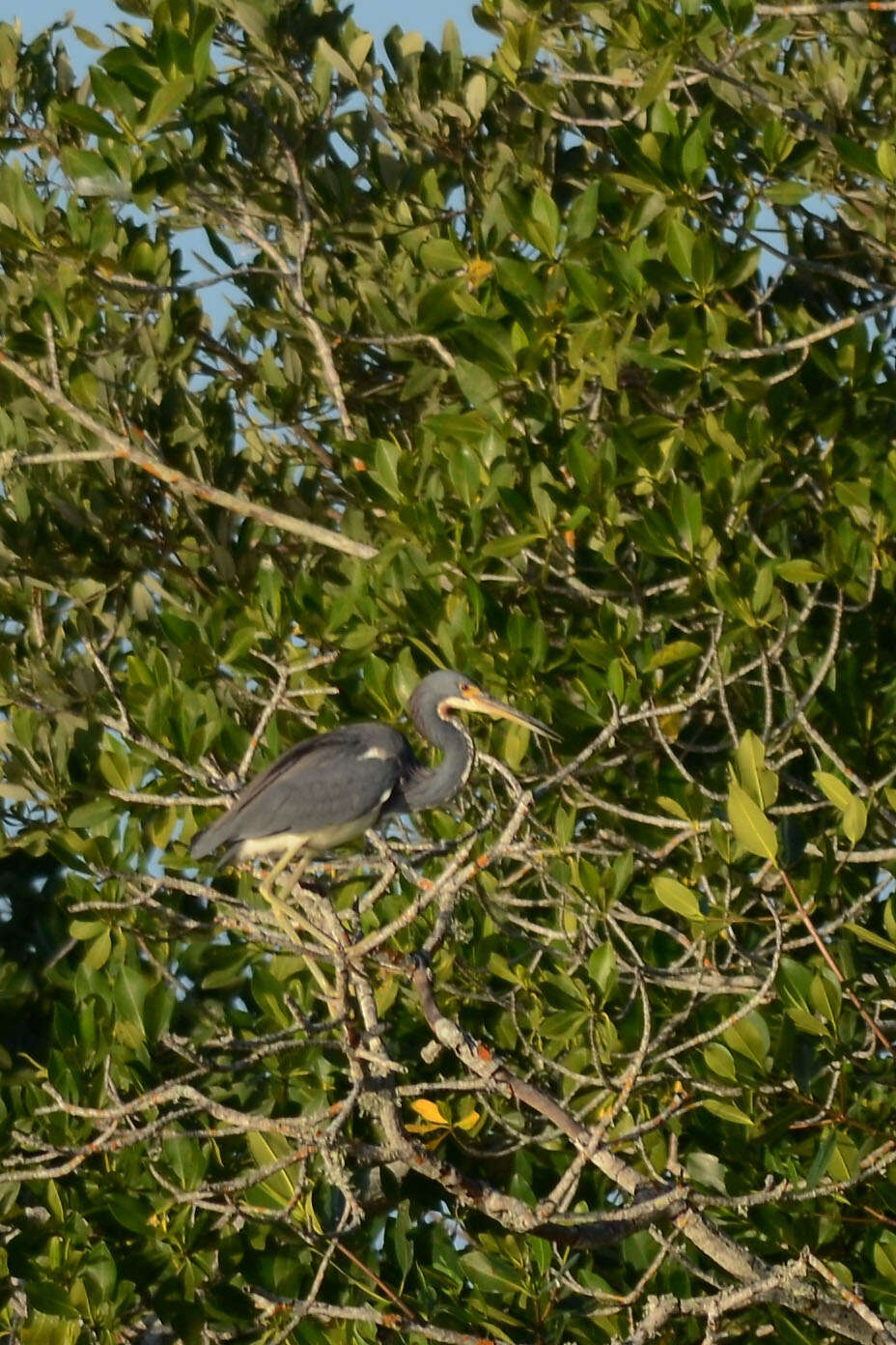 Image de Aigrette tricolore