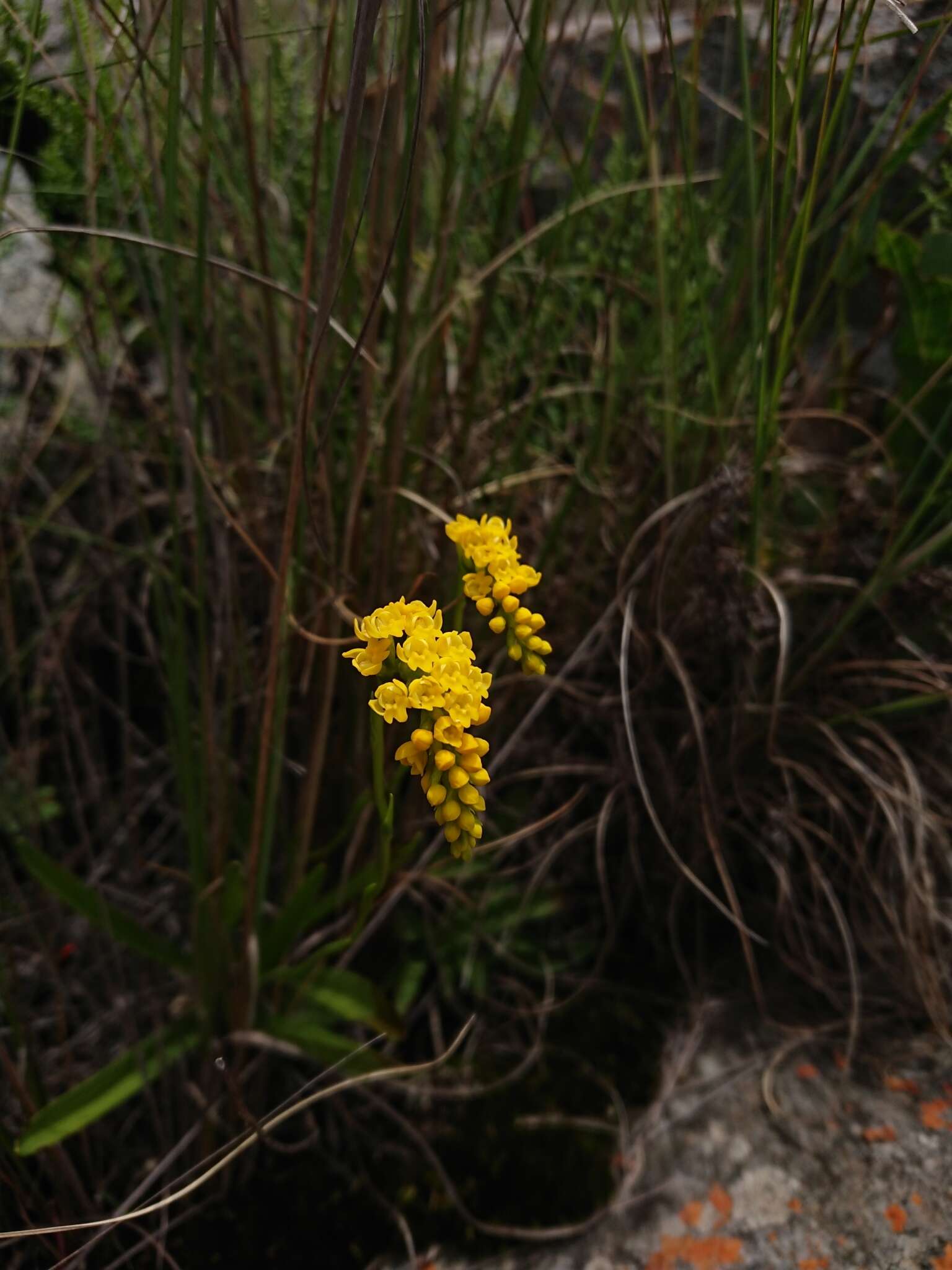 Schizochilus cecilii subsp. culveri (Schltr.) H. P. Linder resmi