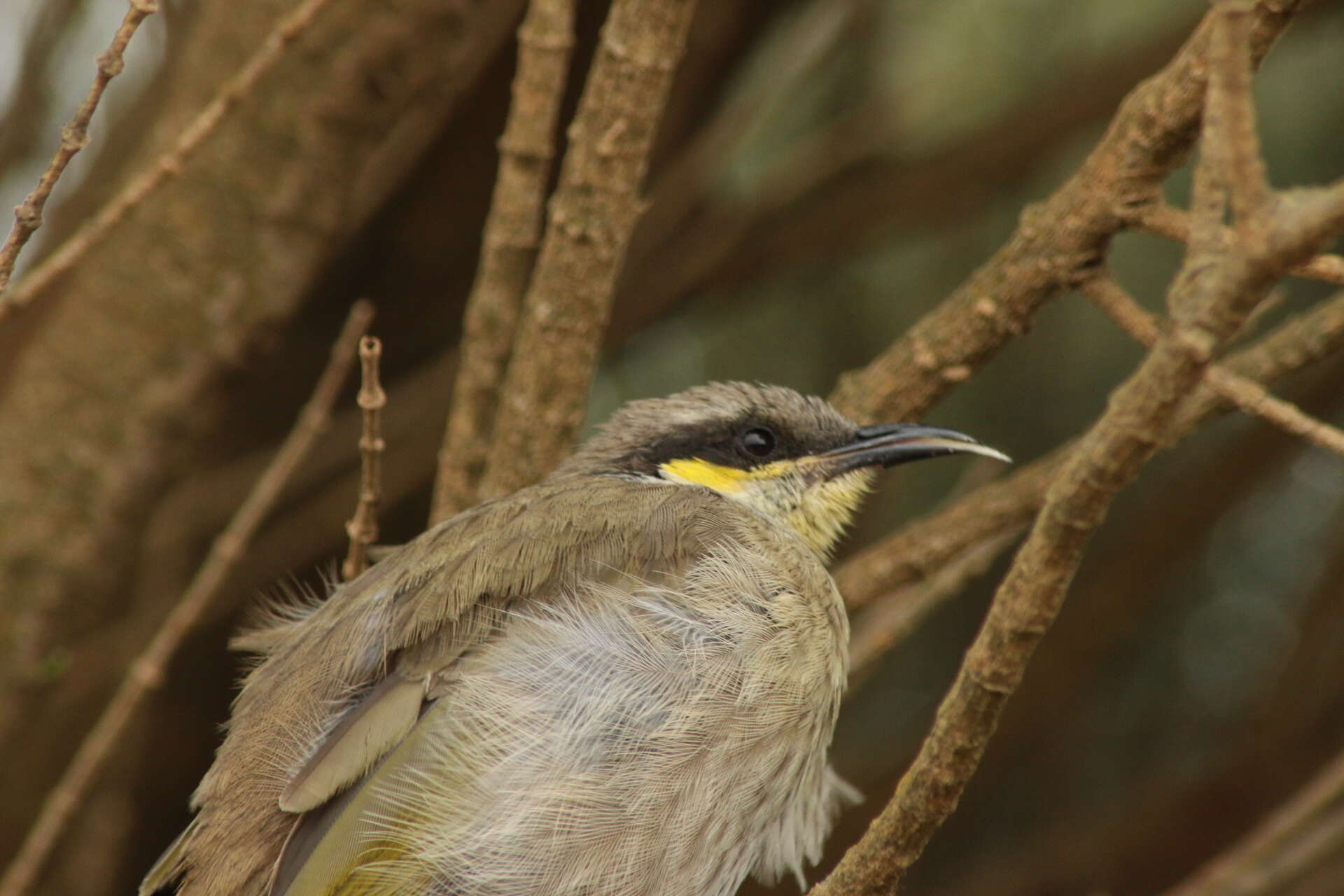 Image of Band-faced Honeyeaters