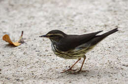 Image of Northern Waterthrush