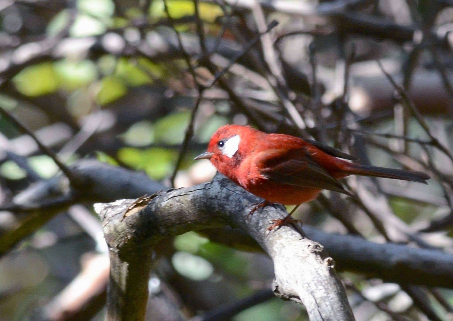 Image of Red Warbler