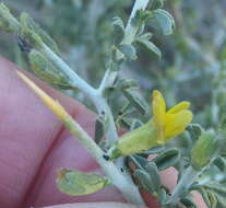 Image of Melolobium candicans (E. Mey.) Eckl. & Zeyh.