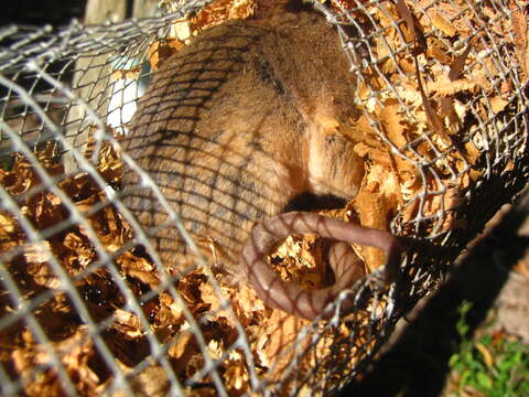 Image of Robinson's Mouse Opossum