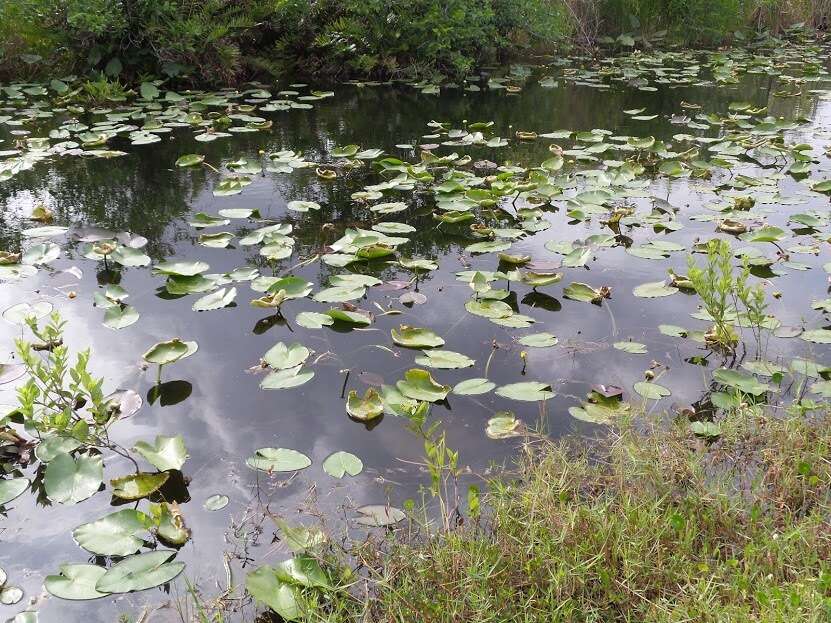 Image of Yellow Pond-Lily