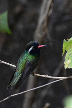 Image of White-eared Hummingbird