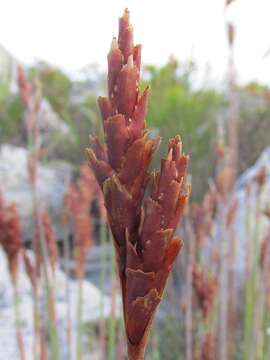 Image of Staberoha banksii Pillans