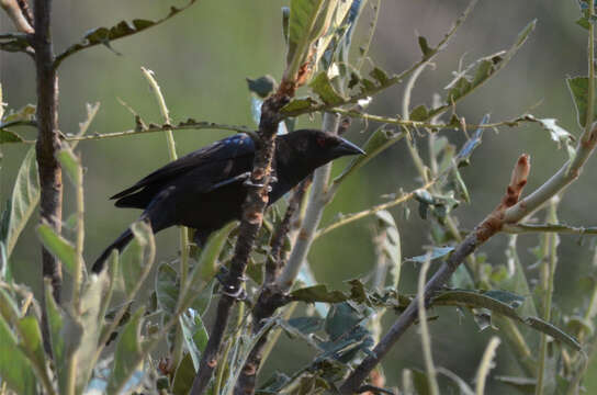 Image of Bronzed Cowbird