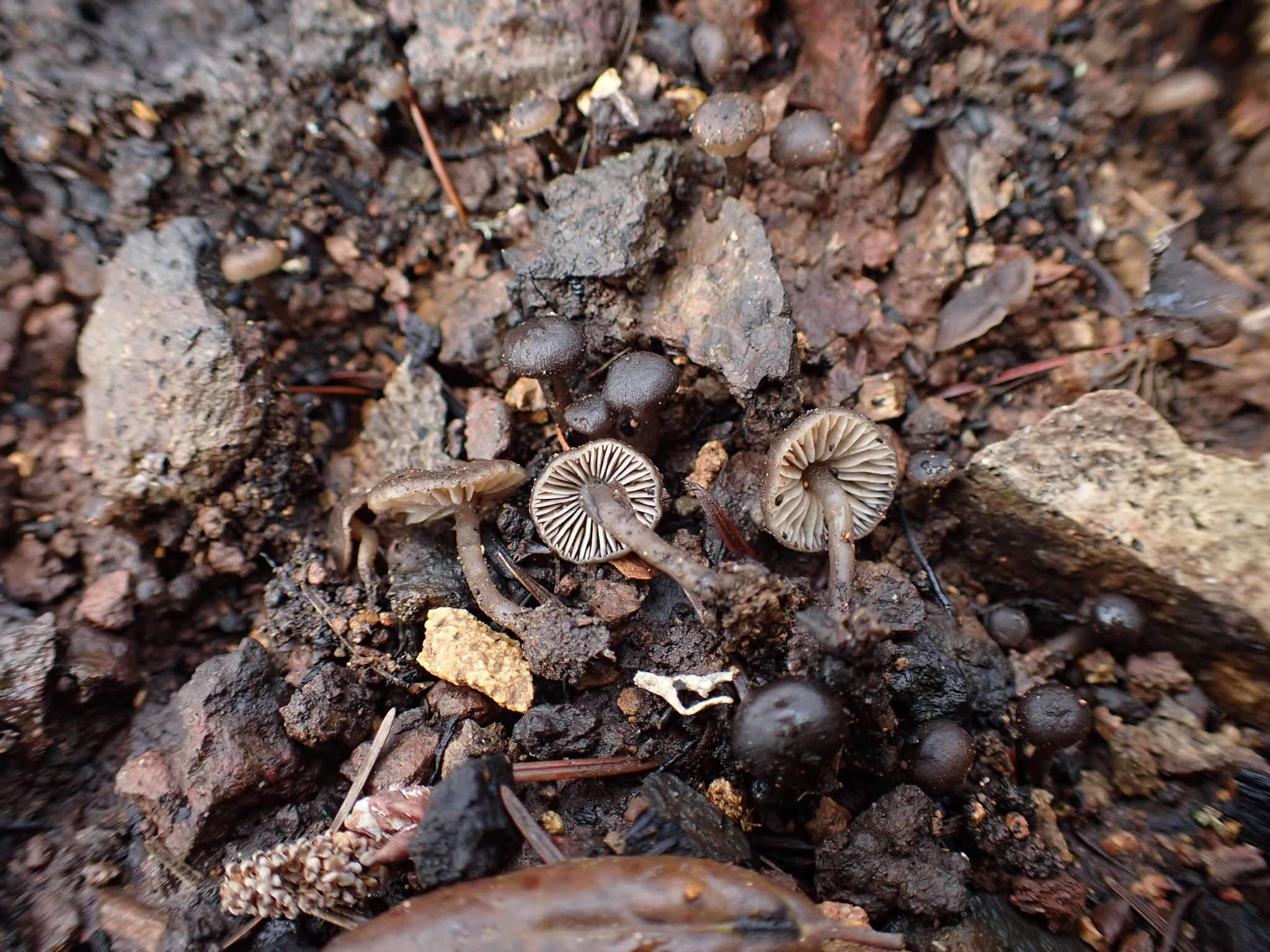 Слика од Tephrocybe anthracophila (Lasch) P. D. Orton 1969