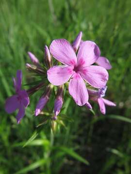 Imagem de Phlox pilosa L.