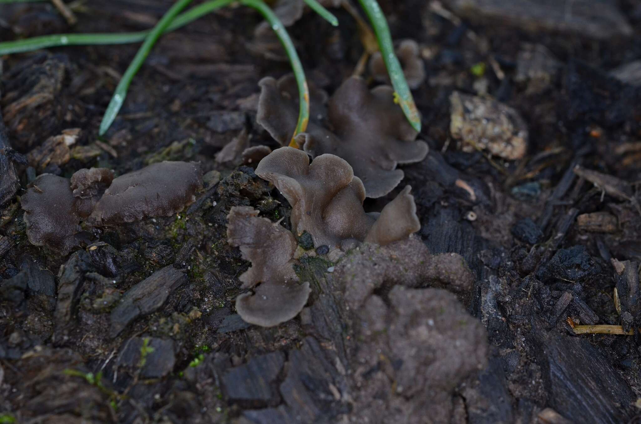 Image of Arrhenia acerosa (Fr.) Kühner 1980