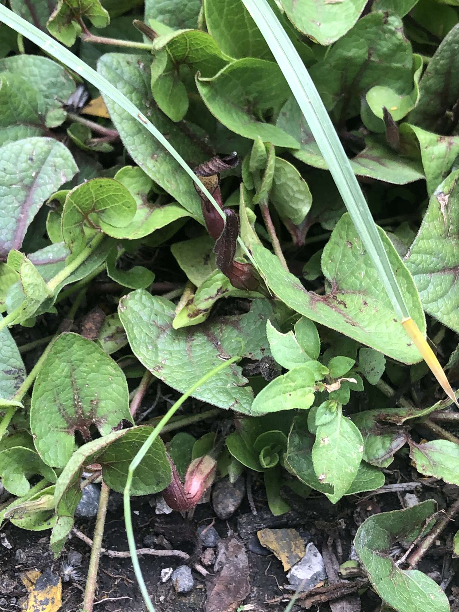 Image of Aristolochia brevipes Benth.