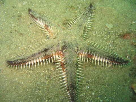 Image of Astropecten polyacanthus Müller & Troschel 1842