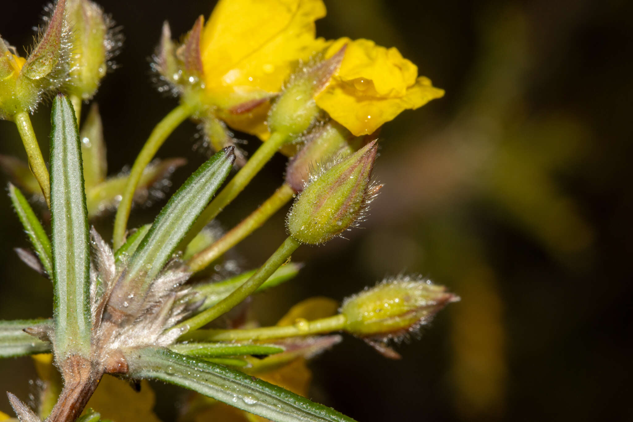 Image of Hibbertia fasciculiflora K. R. Thiele