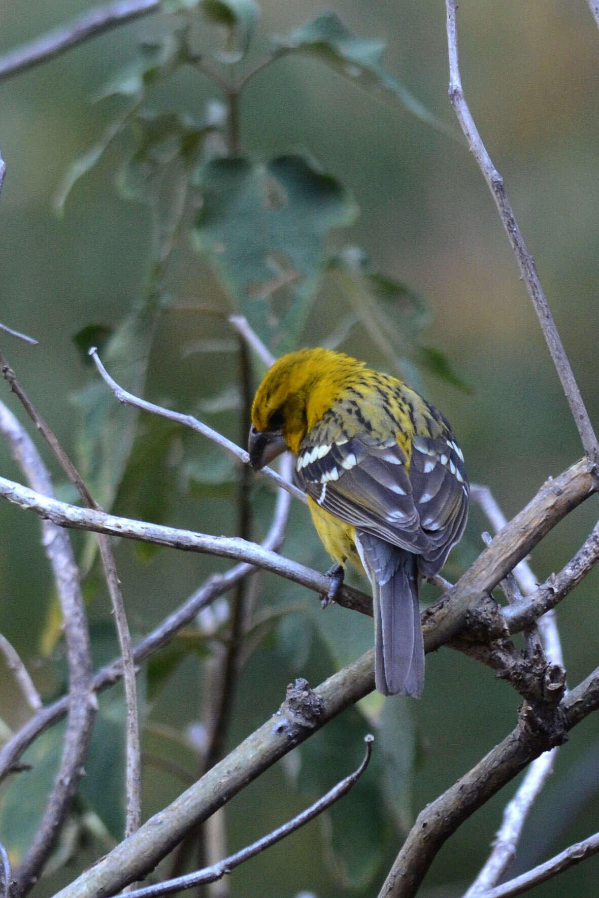 Image of Mexican Yellow Grosbeak