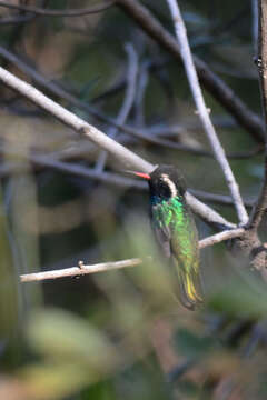 Image of White-eared Hummingbird