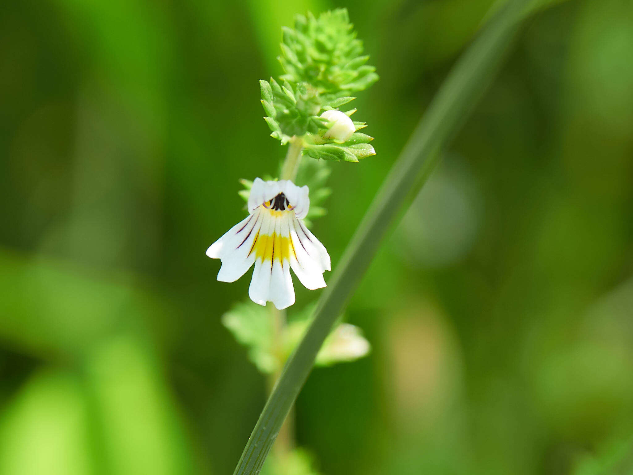 Imagem de Euphrasia officinalis L.