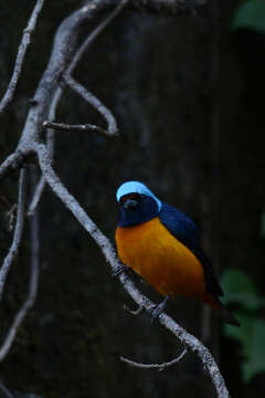 Euphonia elegantissima (Bonaparte 1838)的圖片