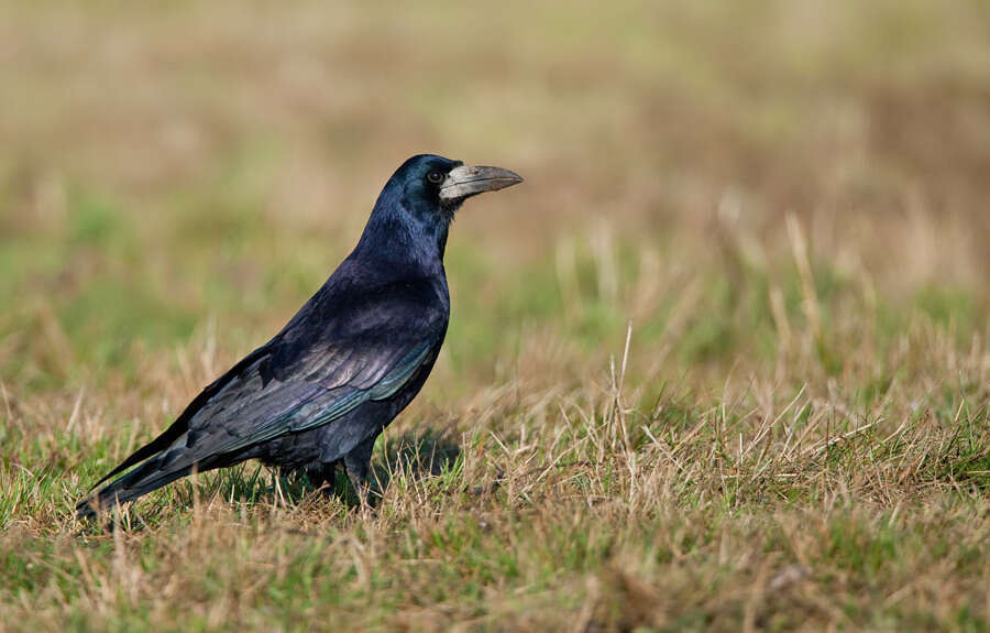 Imagem de Corvus frugilegus Linnaeus 1758