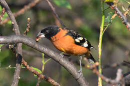 Image of Black-headed Grosbeak