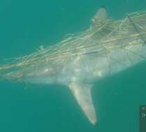 Image de Requin nene pointe