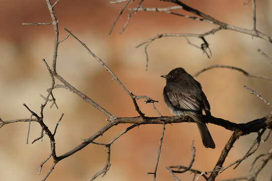 Imagem de Sayornis nigricans (Swainson 1827)