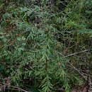 Image of Grevillea arenaria subsp. arenaria