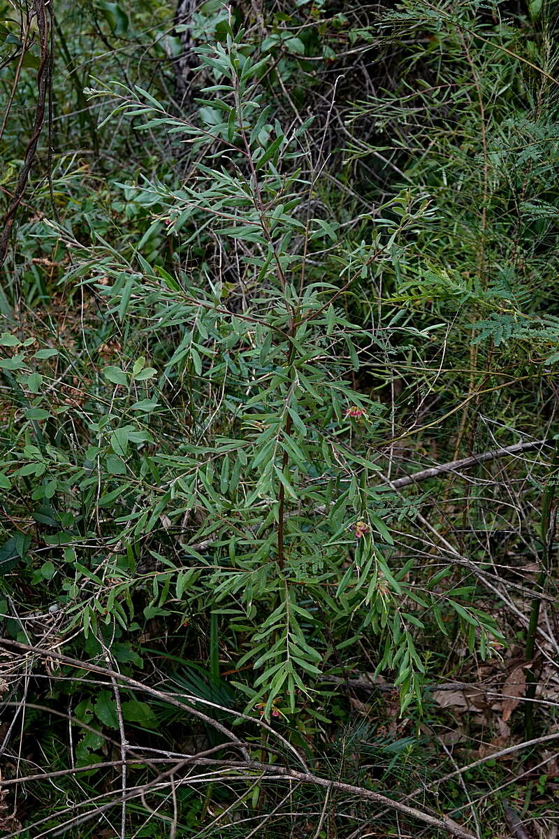 Imagem de Grevillea arenaria subsp. arenaria