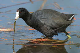 Image of Fulica Linnaeus 1758