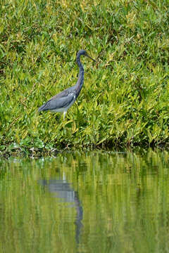 Image de Aigrette tricolore