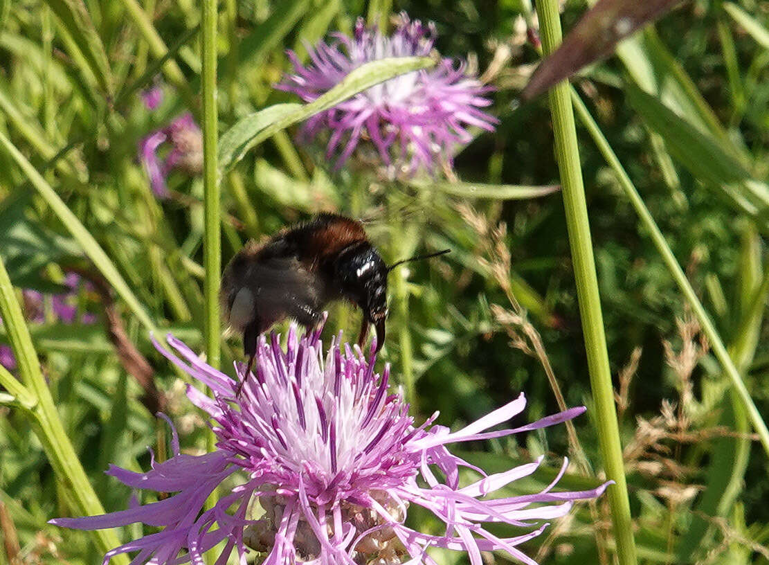 Image of short-haired bumblebee