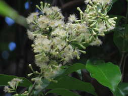 Plancia ëd Syzygium claviflorum (Roxb.) Wall. ex A. M. & J. M. Cowan