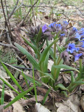 Plancia ëd Pulmonaria angustifolia L.