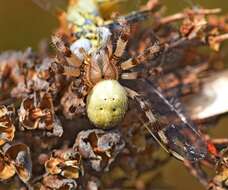 Image of Araneus quadratus Clerck 1757