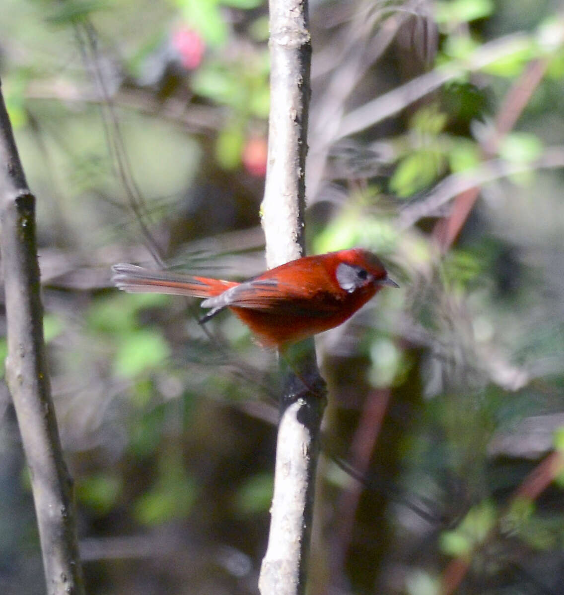 Image of Red Warbler