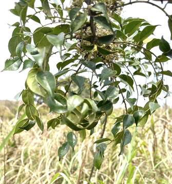 Image de Zanthoxylum scandens Bl.