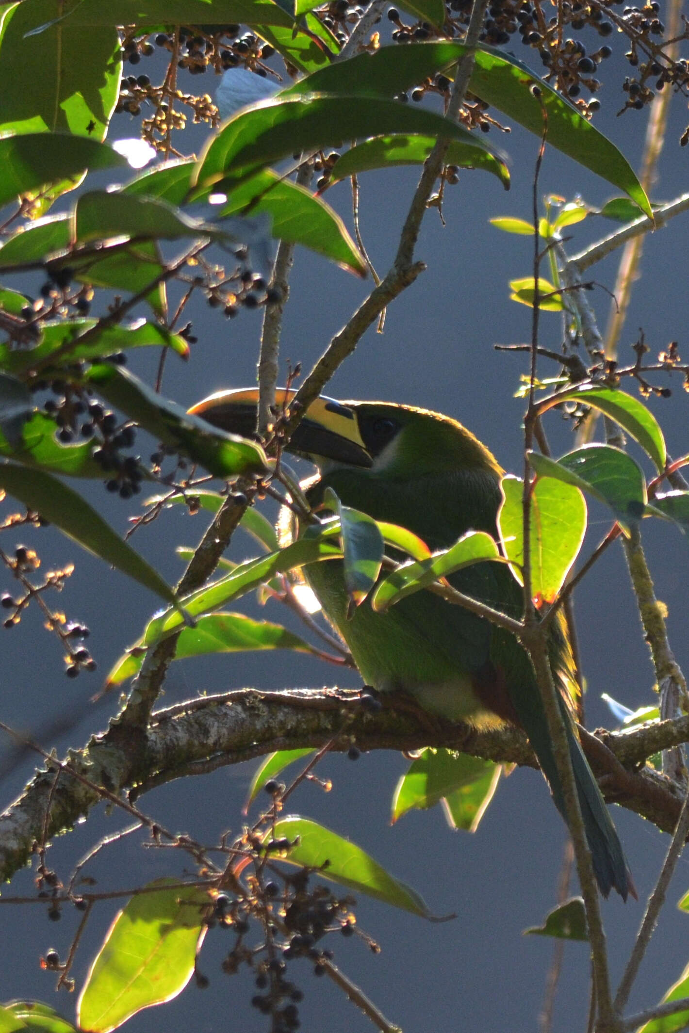 Image of Emerald Toucanet