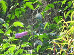 Image of striped rosemallow