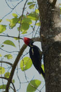 Image of Lineated Woodpecker