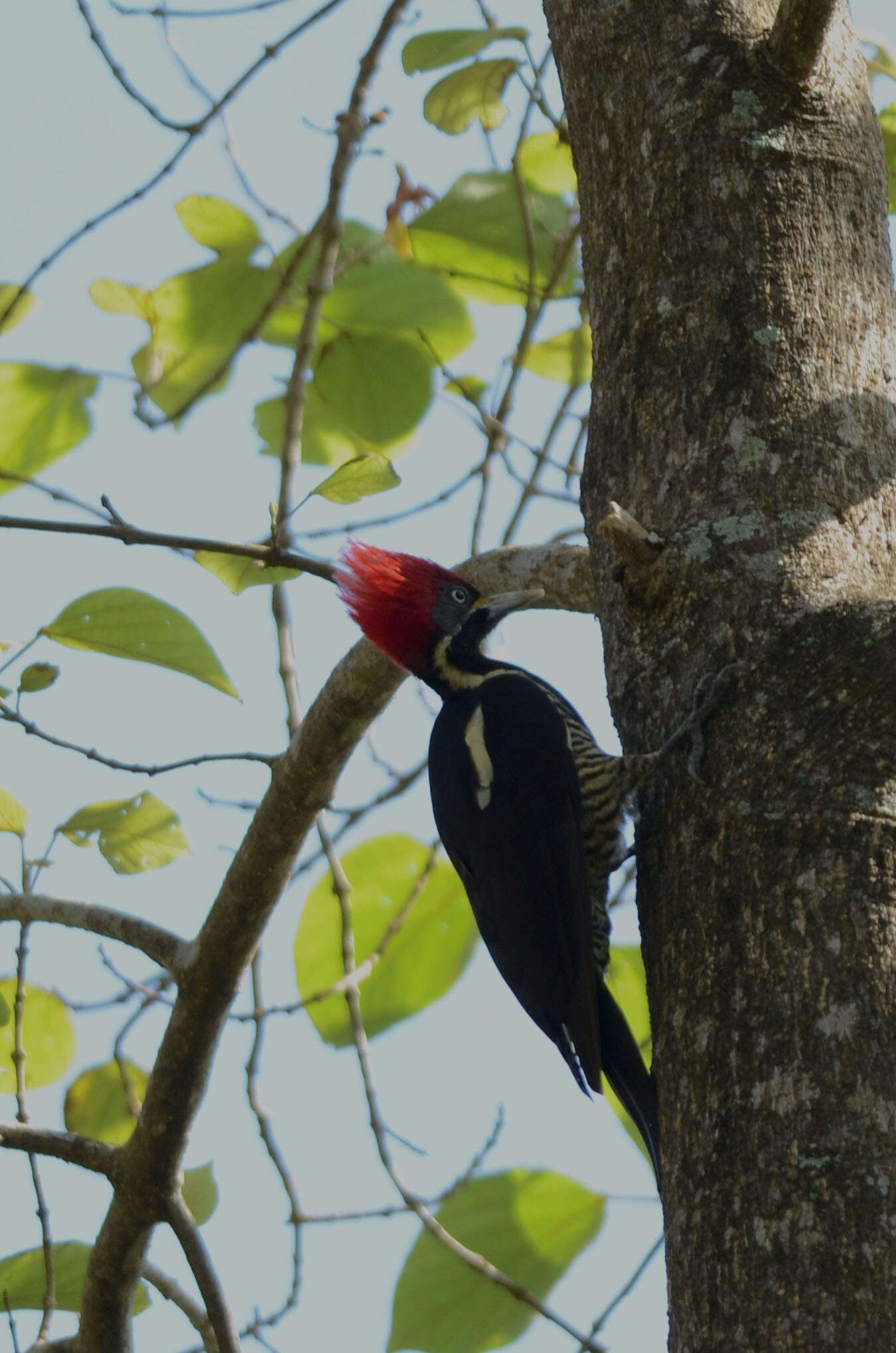 Imagem de Pica-pau-de-banda-branca