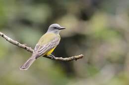 Image of Tropical Kingbird