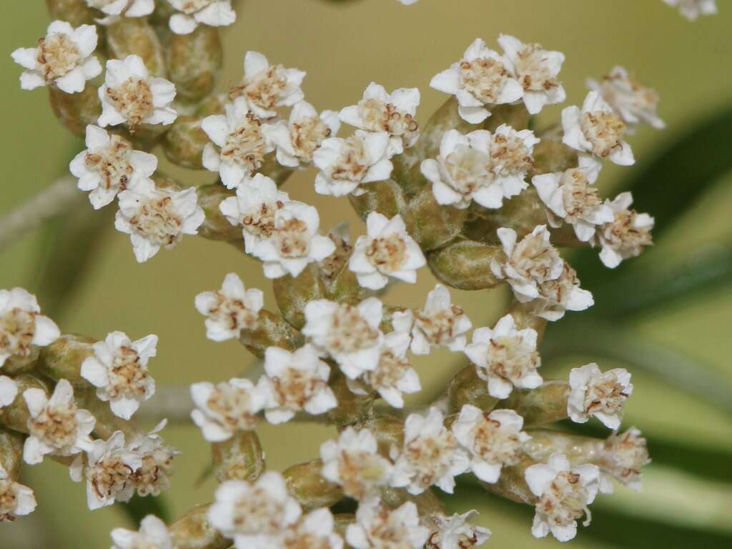 Ozothamnus argophyllus (A. Cunn. ex DC.) A. A. Anderberg resmi