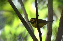 Image of Hooded Warbler