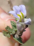 Image of Lobelia thermalis Thunb.