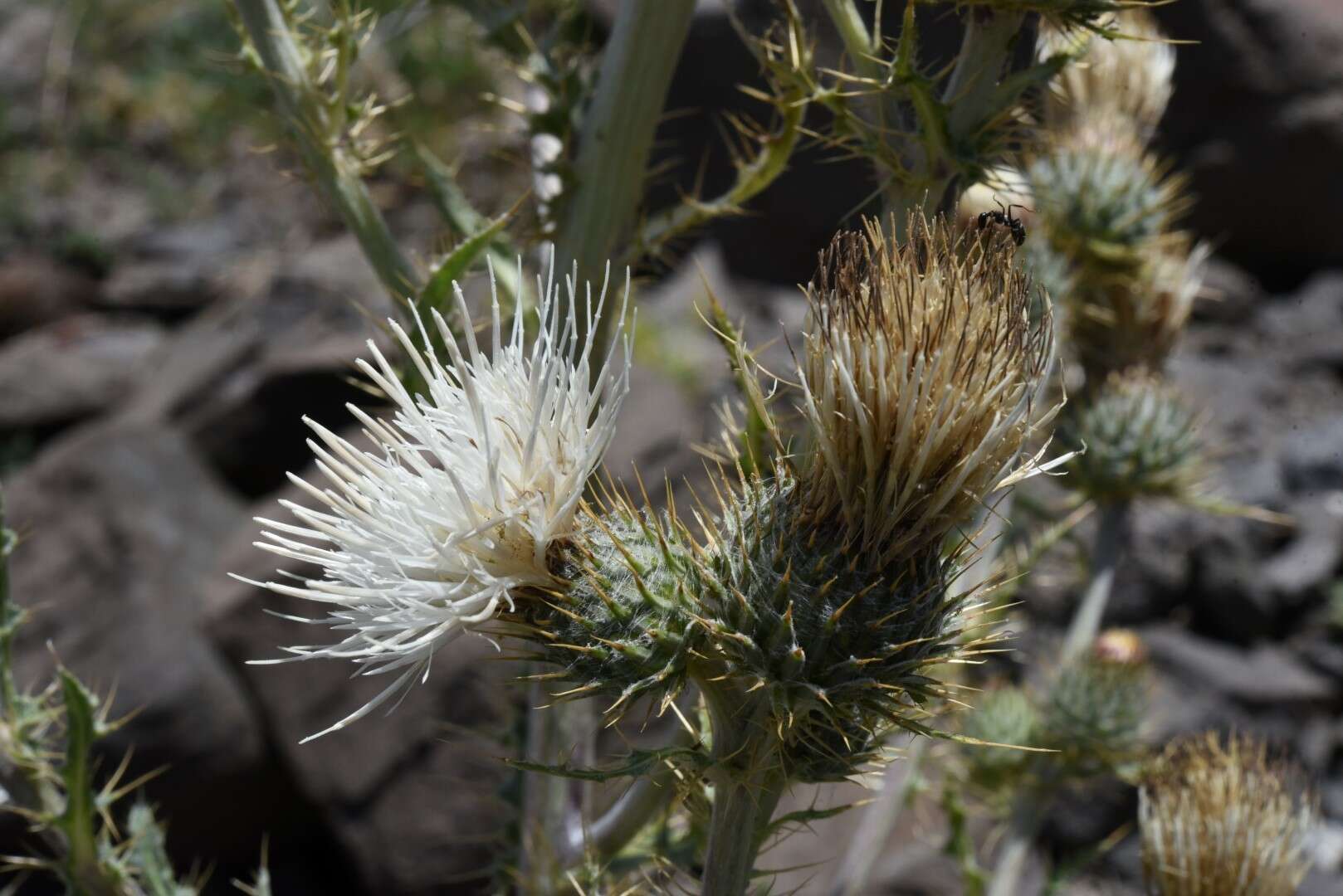 Image de Cirsium inamoenum (Greene) D. J. Keil