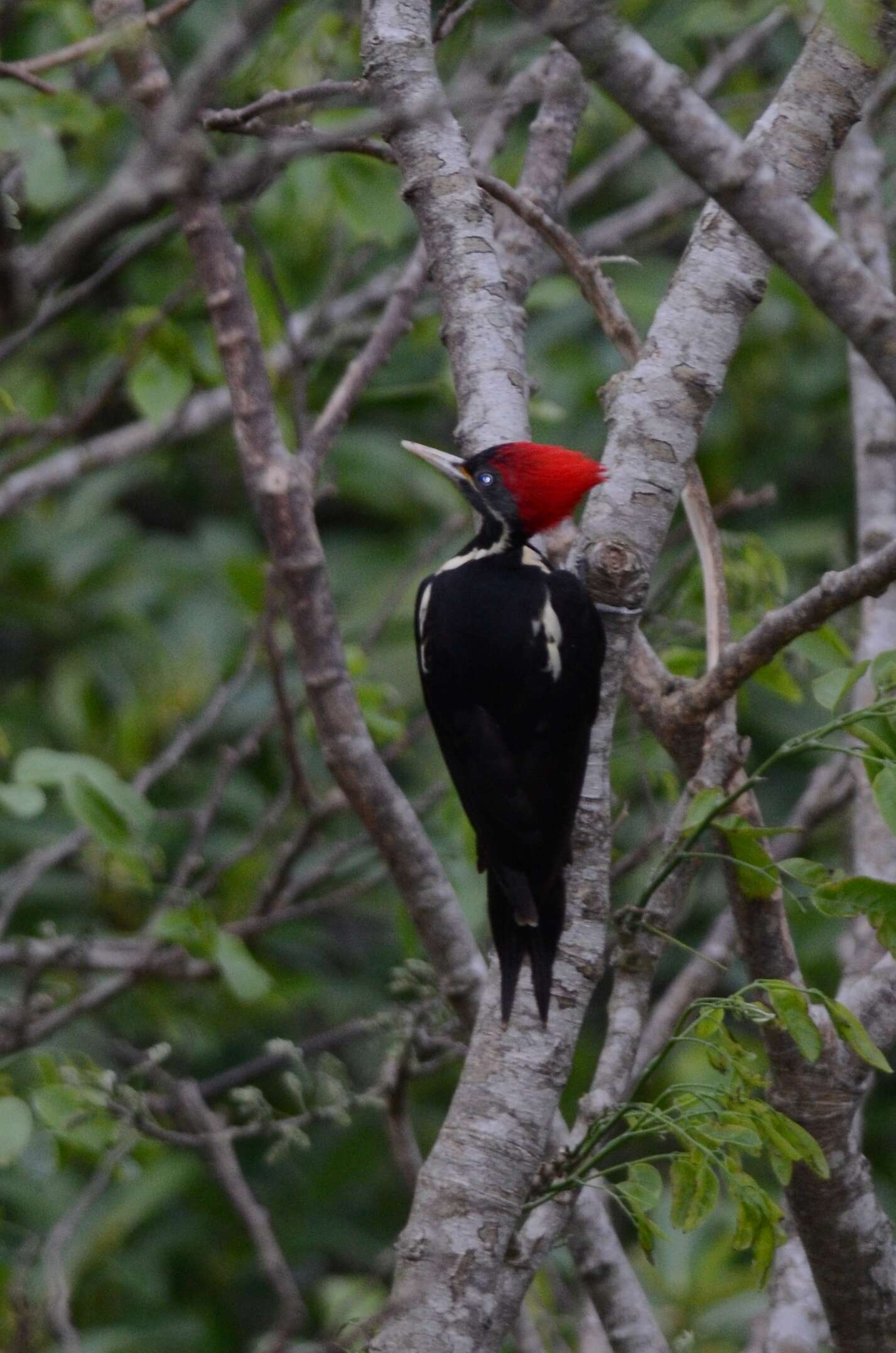 Image of Lineated Woodpecker